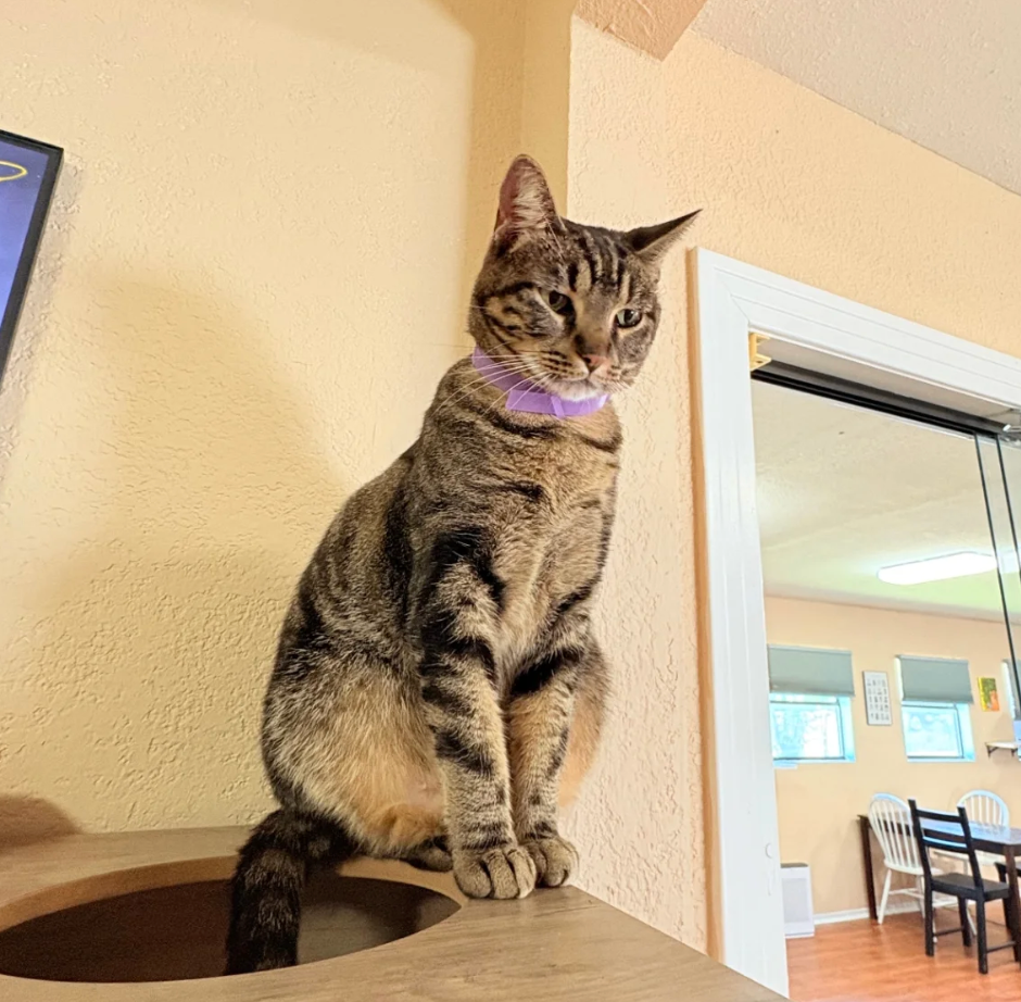 宠物表情包创作